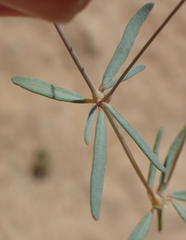 Hypertelis spergulacea