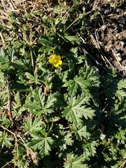 Potentilla argentea