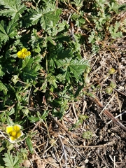 Potentilla argentea