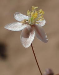 Hypertelis spergulacea