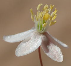 Hypertelis spergulacea