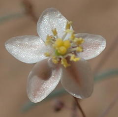 Hypertelis spergulacea