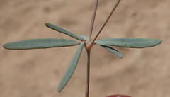 Hypertelis spergulacea