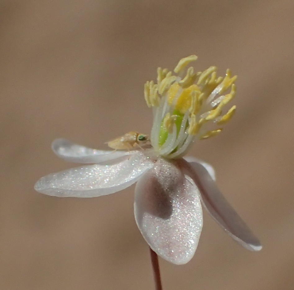 Cluster Saltsorrel