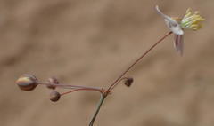 Hypertelis spergulacea