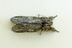 Peridea anceps