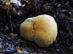 Cortinarius cartilagineus