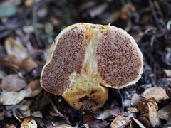 Cortinarius cartilagineus