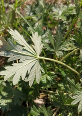 Potentilla argentea