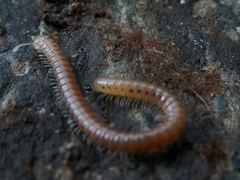 Diplopoda