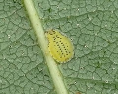 Crypturaphis grassii