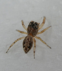 Salticidae