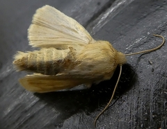 Lepidoptera