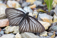 Aldania raddei