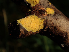 Phlebiodontia subochracea