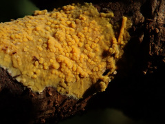 Phlebiodontia subochracea