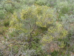 Passerina truncata