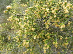 Passerina truncata
