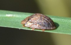 Hypocassida