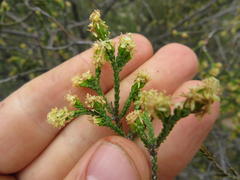 Passerina truncata