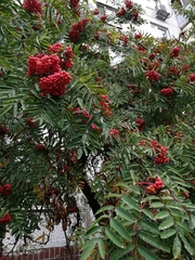 Sorbus aucuparia