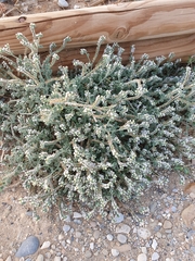 Heliotropium hirsutissimum