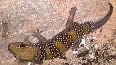 Hemidactylus triedrus
