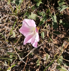 Convolvulus arvensis