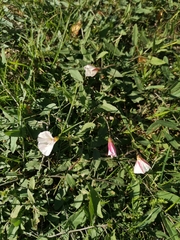 Convolvulus arvensis