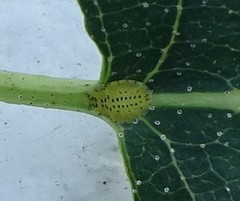 Crypturaphis grassii