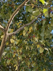 Malus baccata