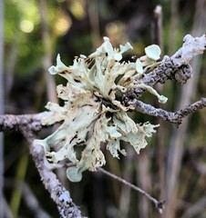 Ramalina inflata