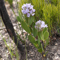 Psoralea thomii