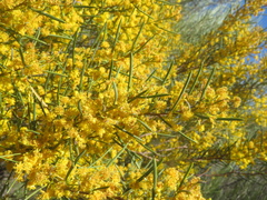 Acacia multispicata