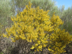 Acacia multispicata