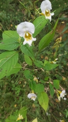 Impatiens edgeworthii