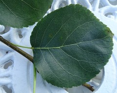 Crypturaphis grassii