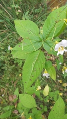 Impatiens edgeworthii
