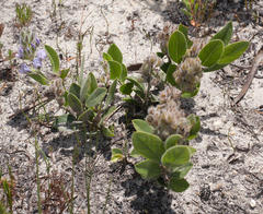 Psoralea thomii