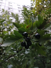 Crataegus