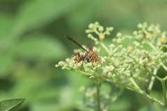 Polistes japonicus