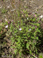 Epilobium lanceolatum
