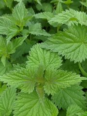 Urtica dioica