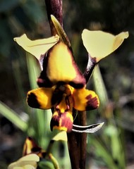 Diuris semilunulata