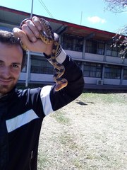 Pituophis deppei deppei