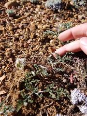 Lomatium nevadense parishii