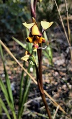 Diuris semilunulata