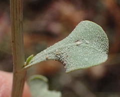 Dyerophytum africanum