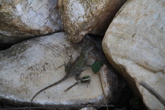 Anolis cybotes