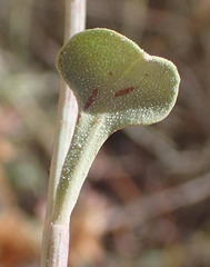 Dyerophytum africanum